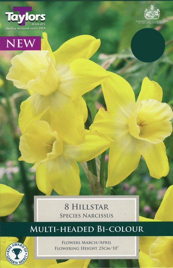 Narcissi 'Hillstar' (Daffodil)